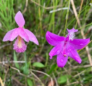 Rose Pogonia by Matt Young.