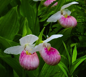 Showy Lady's Slipper by Gina Nichol