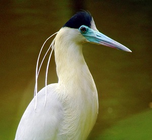 Capped Heron