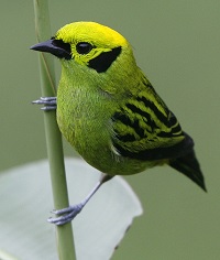 Emerald Tanager