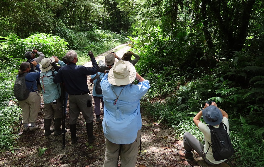 Birding from Canopy Lodge Panama.