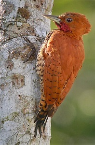 Cinnamon Woodpecker