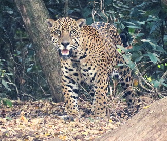 Jaguar, Pantanal by Gina Nichol