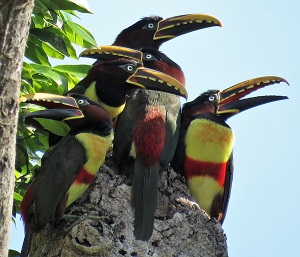 Collared Aracaris, Pantanal by Gina Nichol.