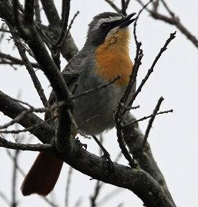 Cape Robin-chat by Steve Bird.