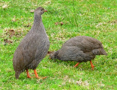 Cape Spurfowl by Gina Nichol