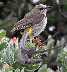 Cape Sugarbird by Steve Bird