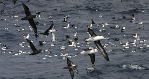 Photo: Seabirds off Cape Town