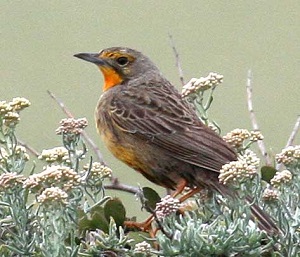 Cape Longclaw by Steve Bird.