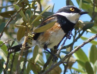 Cape Batis by Steve Bird.