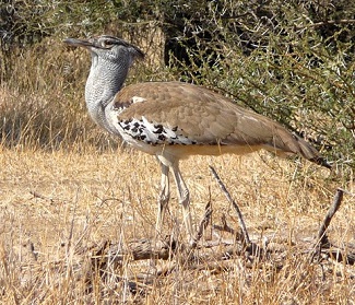 Kori Bustard by Gina Nichol.