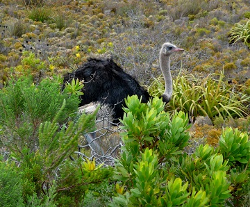 Ostrich by Gina Nichol.