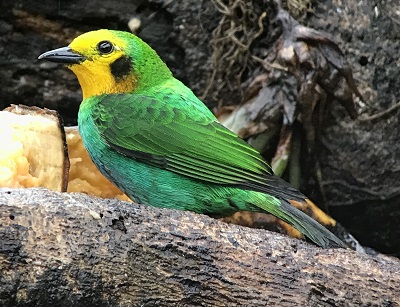 Multicolored Tanager By Gina Nichol.