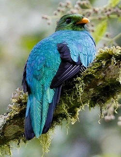 Golden-headed Quetzal