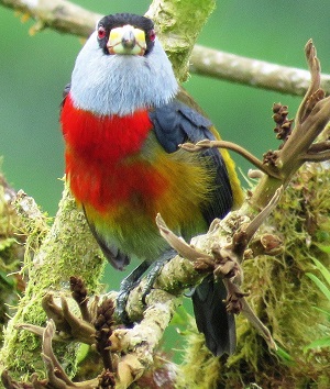 Toucan Barbet.