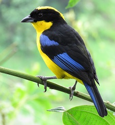 Blue-winged Mountain Tanager