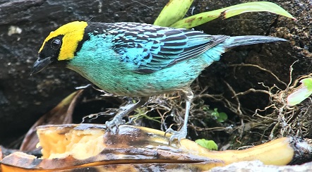 Saffron-crowned Tanager