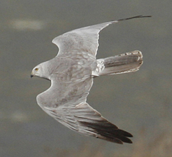 Pallid Harrier.