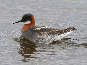 Red-necked Phalarope by Steve Bird.