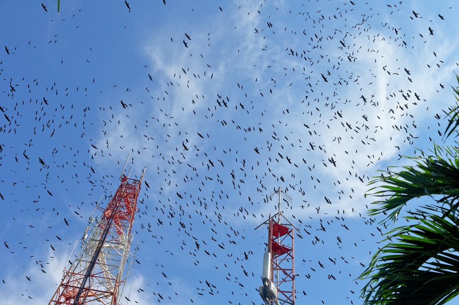 Raptor Migration in Panama