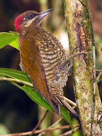 Stripe-cheeked Woodpecker