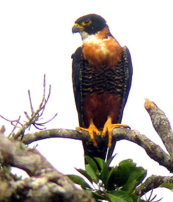 Orange-breasted Falcon