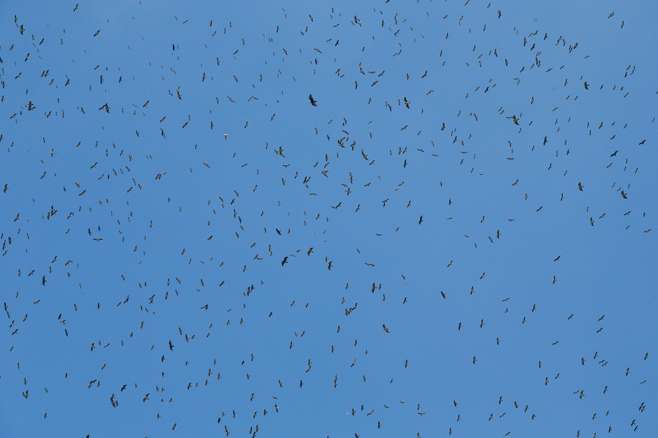 Panama Raptor Migration