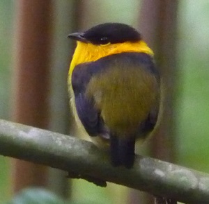 Orage-collared Manakin