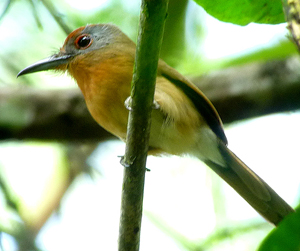 Gray-cheeked Nunlet.