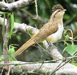 Striped Cuckoo