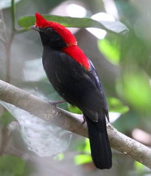 Helmeted Manakin