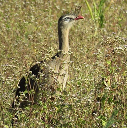 Red-legged Seriema