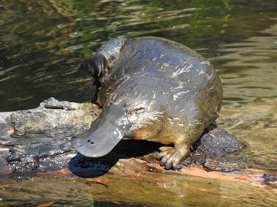 Platypus by Cat Davidson