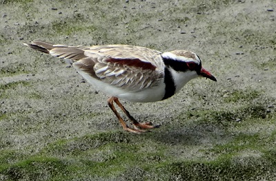 Black-fronted Dotterel by Steve Bird. 