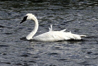 Trumpeter Swan by Gina Nichol.