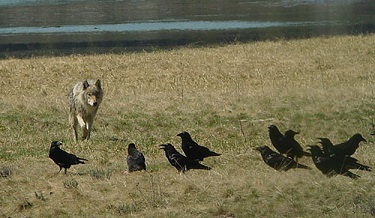 Wolf and Ravens, Yellostone by Gina Nichol.