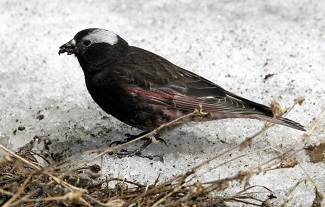 Black Rosy-Finch by Gina Nichol.