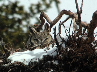 Great Horned Owl by Gina Nichol.