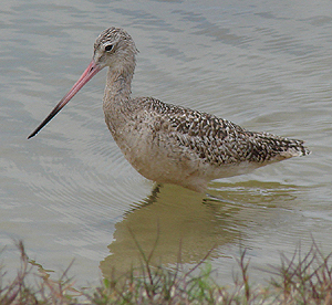 Marbled Godwit. Photo ty Gina Nichol