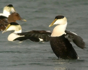 Common Eider by Jeff Bouton. 