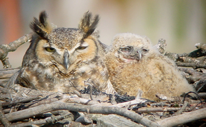 Great Horned Owl & Chick. Photo by Gina Nichol