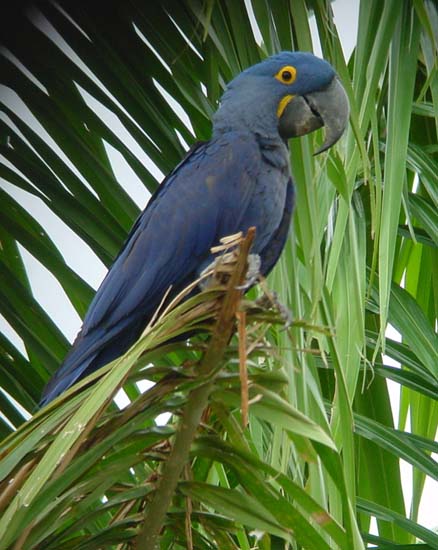 1_hyacinth_macaw