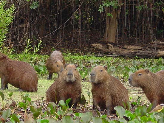 capybaras