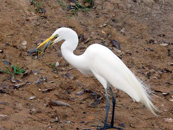 great_egret