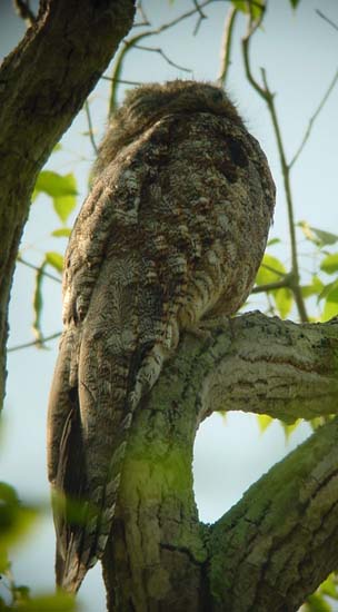 great_potoo