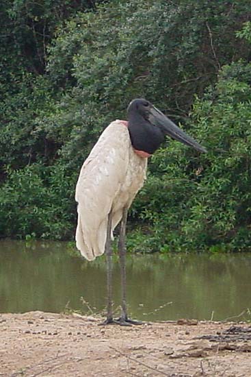 jabiru