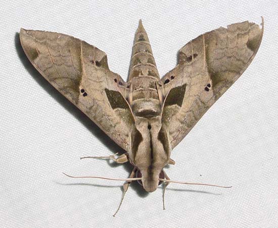 moth