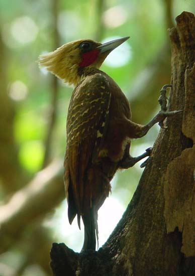 pale_crested_woodpecker