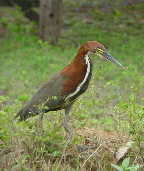 rufescent_tiger_heron