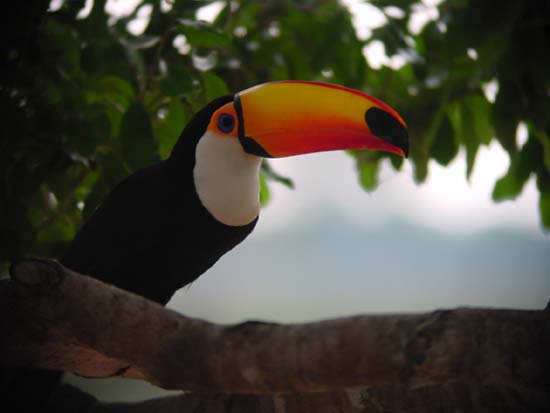 toco_toucan